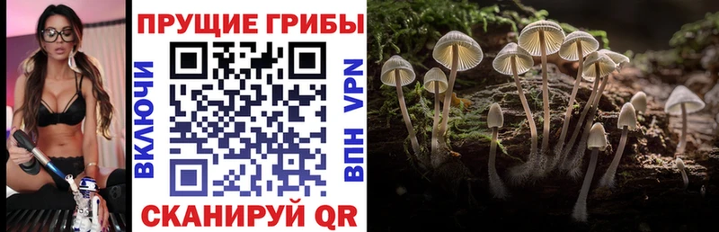 магазин  наркотиков  Михайлов  Галлюциногенные грибы Cubensis 